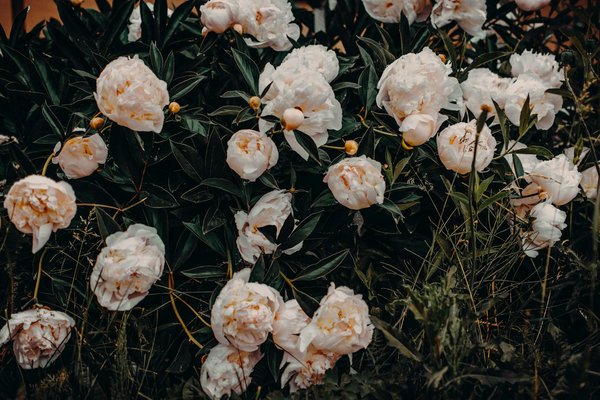 Transform your kent countryside garden: expert tips for crafting a wildlife haven